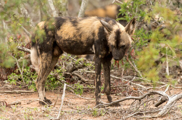Lycaon, Lycaon pictus, Parc national Kruger, Afrique du Sud