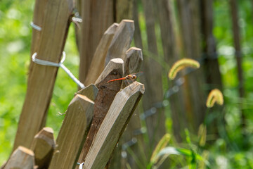 Rote Libelle sitzt auf einem Holzzaun