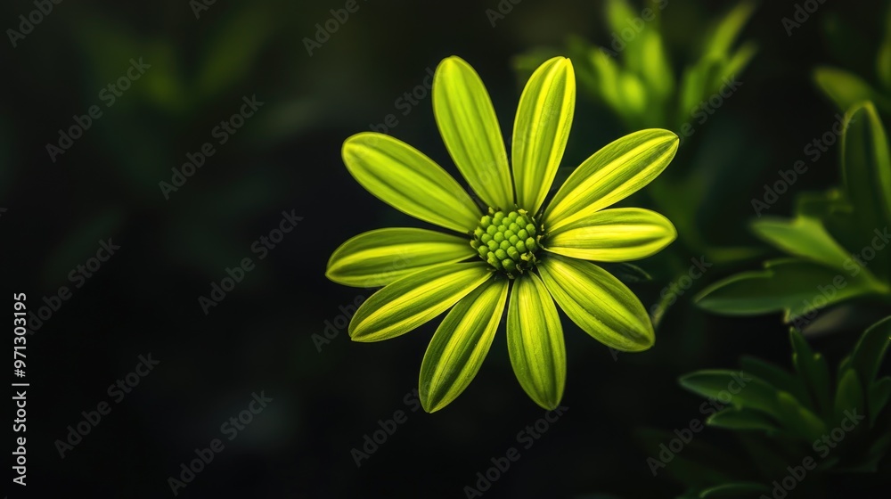 Sticker A vibrant green flower with delicate petals, set against a dark, minimalist background, highlighting the contrast between light and shadow