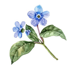 Watercolor drawing of Forget Me Not (Scorpion grasses), isolated on a white background, and Forget Me Not vector