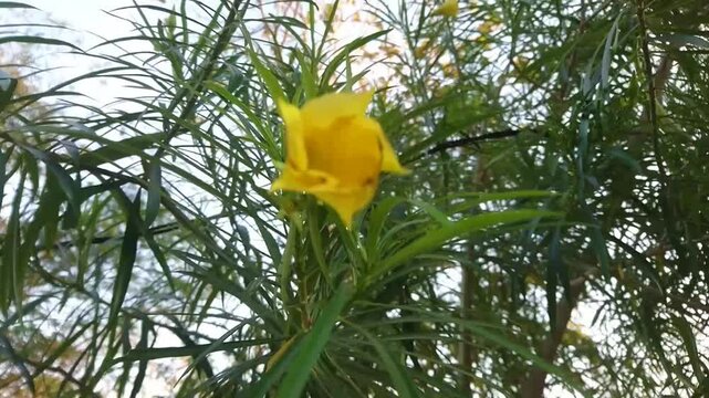 Ginje (Cascabela thevetia) has beautiful light yellow flowers.