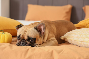 Cute French bulldog with pumpkins lying on bed at home