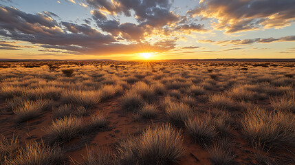 A wide shot of the Outback landscape, with saltbush plants scattered across the dry plains under a setting sun 