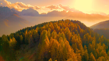 AERIAL: Golden sunset casts an ethereal glow over an autumn forest as majestic mountains rise in the background. Breathtaking view of glowing yellow larch trees and stunning mountain silhouettes.