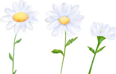 Daisy flower watercolor 