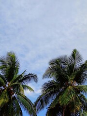 Fototapeta premium Palm Trees and Blue Sky Background 
