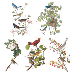 Adobe Illustrator Artwork, Five Vectorized Audubon Birds 