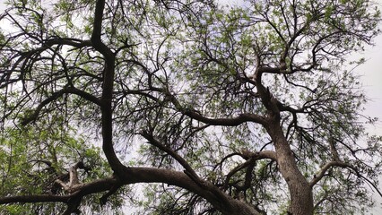 Tecomella Undulata tree branches, Rohida tree 