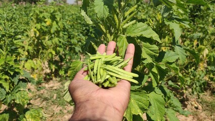 Cluster beans pods in the hand, close up view