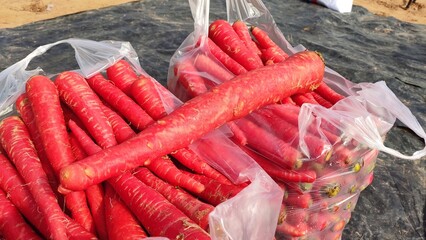 Big carrot, carrot packaging for market, carrot farming