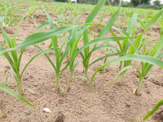 Growing up millet crop field, millet plants