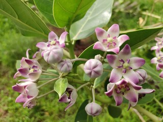 Blossoming flowers of Calotropis Gigantea plant, crown flowers