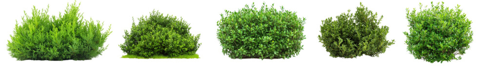 Fototapeta premium Green shrubs collection on transparent background