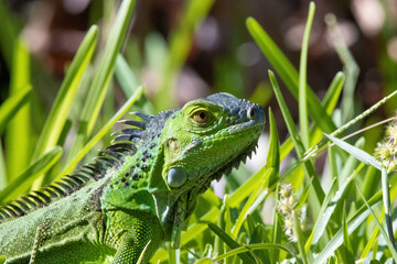 Green iguana on grass