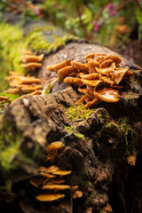 Pień porośnięty grzybami