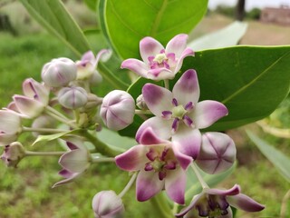 Blossoming flowers of Calotropis Gigantea plant, crown flowers