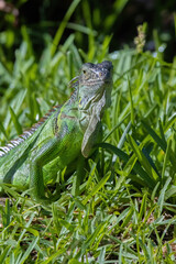 green iguana on grass