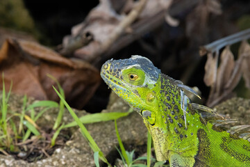 green iguana on grass