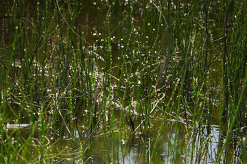 sparkling water in the morning, reeds in a pond
