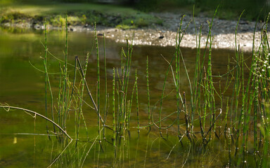 beautiful Reeds in a pond Lake