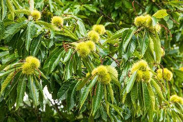 Sweet chestnuts (Castanea sativa Mill) ripening in September on Brownsea Island in Poole Harbour, Dorset, England UK