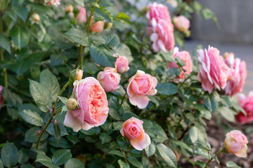 David Austin pink rose bud in the garden. Flower petals bush flowerbed