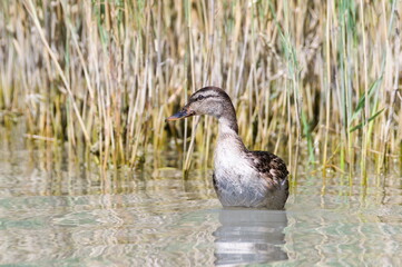 Anas Platyrhynchos aka wild or mallard duck female near to common reed on Neusiedler See in Austria.