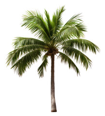 PNG Palm plant tree white background.