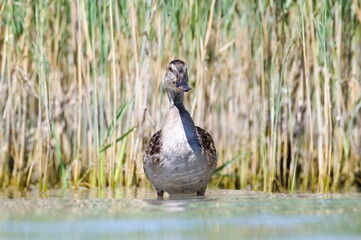 Anas Platyrhynchos aka wild or mallard duck female near to common reed on Neusiedler See in Austria.