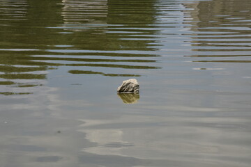 calm water with a single rock scenery