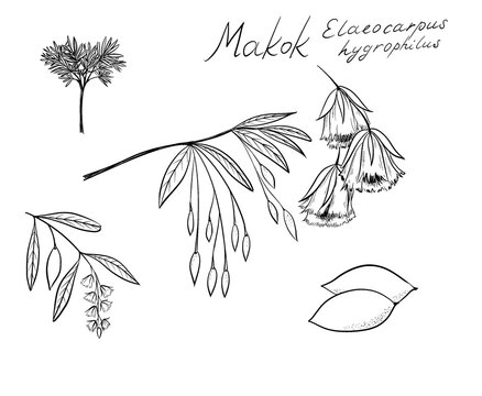 Makok, Elaeocarpus hygrophilus is a species of plant in the Elaeocarpaceae family	
