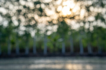 blurred background of abstract trees with sunlight.