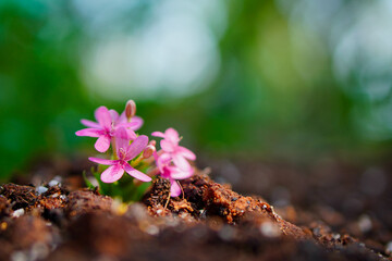 Close up of Pink flower and leaves in earth on blur background