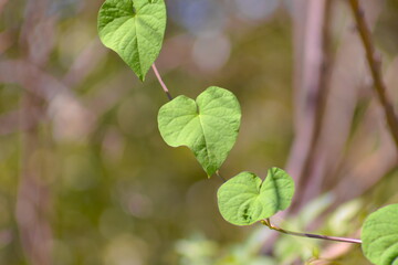 素材として使いやすいツルとツタ