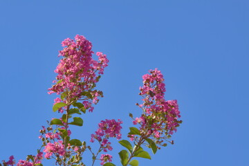 優雅に咲くサルスベリ。斜めを向き風の勢いを受け流している。