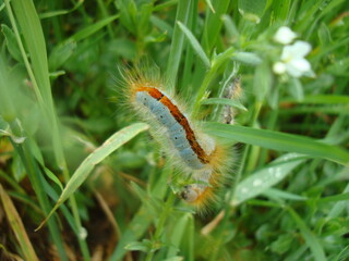 Close-up of a colorful caterpillar with a bright orange stripe and fine hairs, resting on green grass blades in a natural environment.