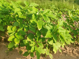 Green field of Cluster Beans crop, cluster beans crop plants in field