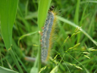 Close-up of a colorful caterpillar with a bright orange stripe and fine hairs, resting on green grass blades in a natural environment