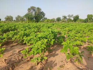 Green field of Cluster Beans crop, cluster beans crop plants in field