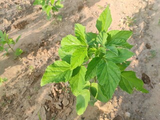 Green field of Cluster Beans crop, cluster beans crop plants in field