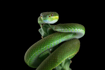 green viper snake on branch with black background, venomous and poisonous snake