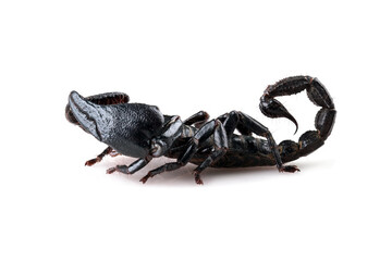 Black scorpion heterometrus spinifer, indonesian forest scorpion isolated on white background
