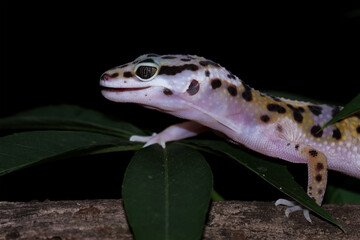 Baby leopard gecko lizard on a wood, eublepharis macularius