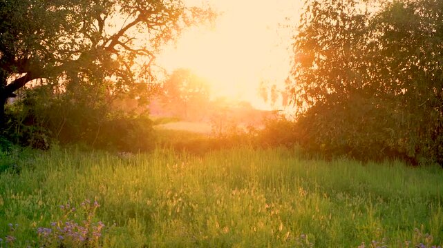 sunset with green fields in Punjab Pakistan.
