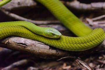 Green mamba in natural environment close-up, poisonous snake,