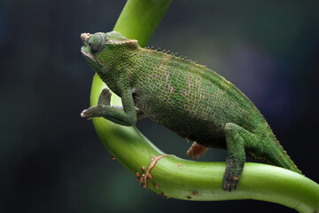 female fischer chameleon wallking on branch