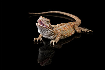 bearded dragon isolated on black, the whole body of the lizard