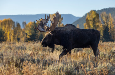Bull Moose During the Fall Rut in Wyoming