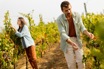 Harvesting ripe grapes in a sunlit vineyard during a warm autumn day with friends working harmoniously among the vines