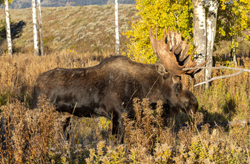 Bull Moose During the Fall Rut in Wyoming
